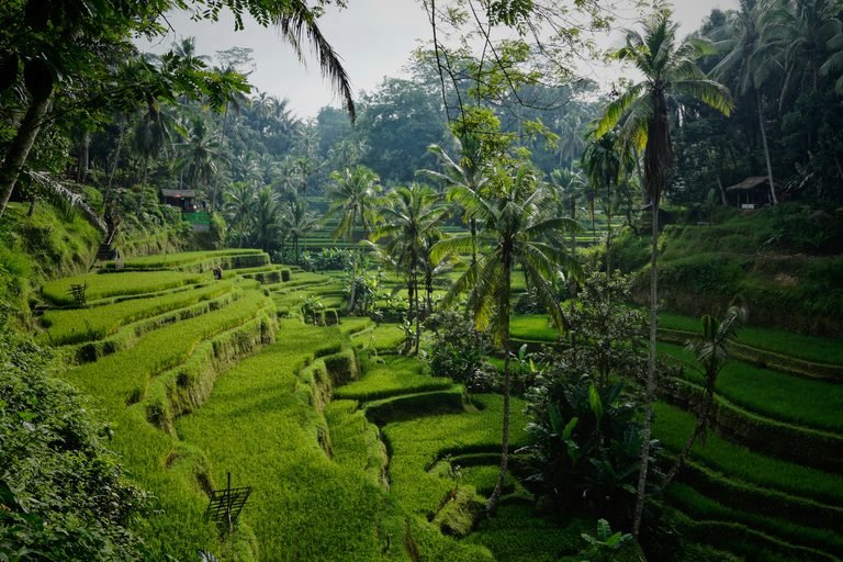 Lush Green Rice Terraces in Bali surrounded by Coconut trees