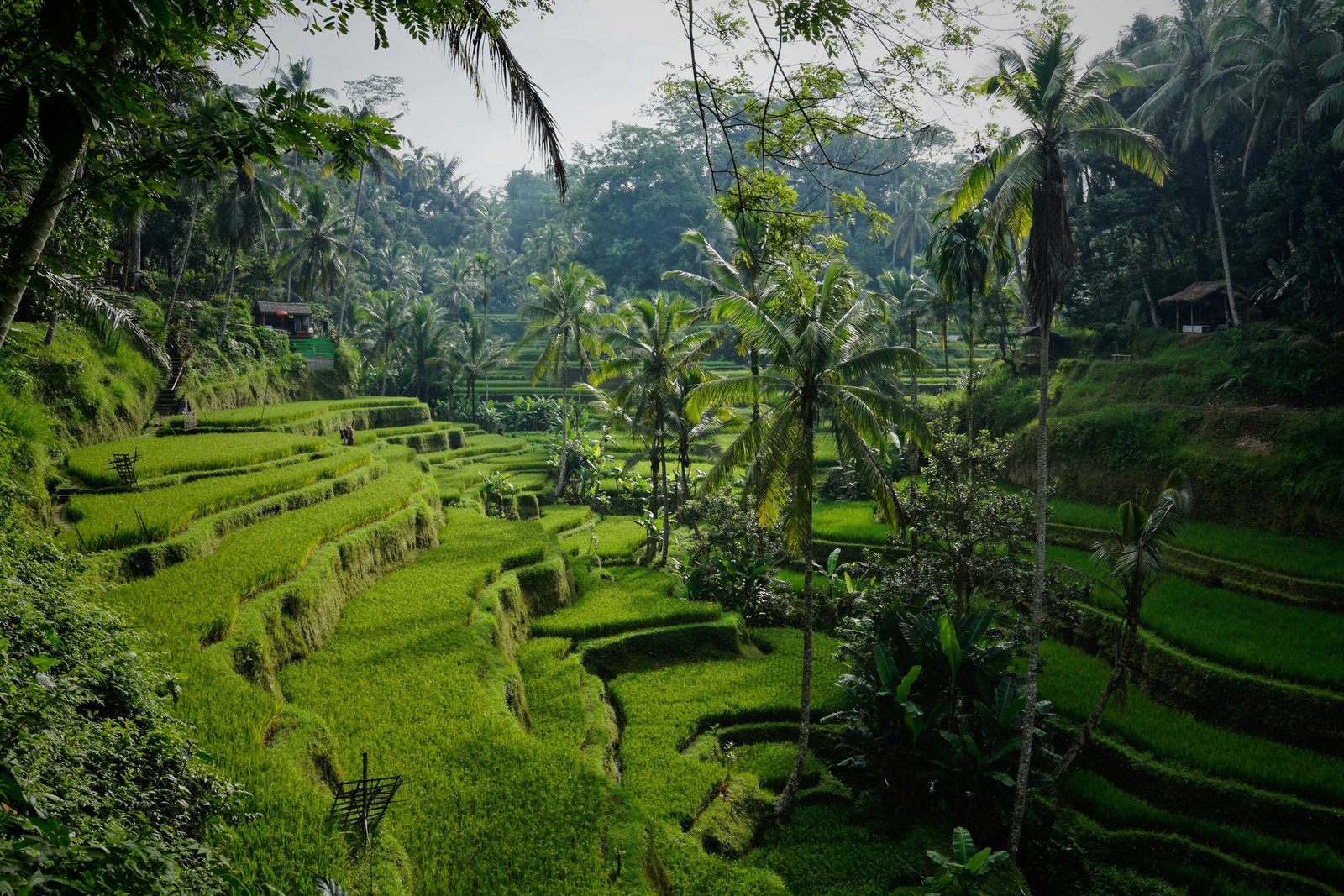 Lush Green Rice Terraces in Bali surrounded by Coconut trees